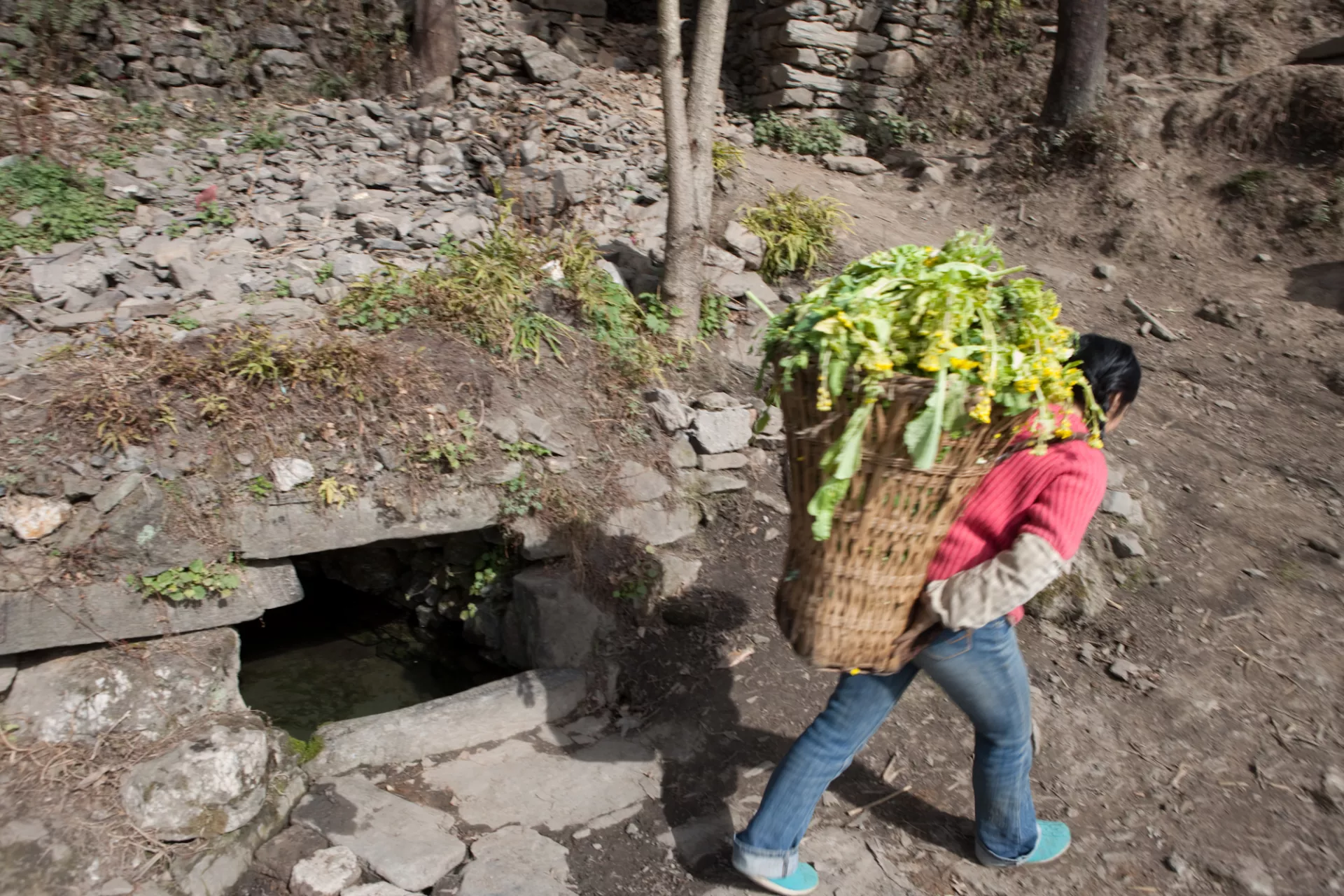 桂花村一名妇女背着箩筐走过一口水井。