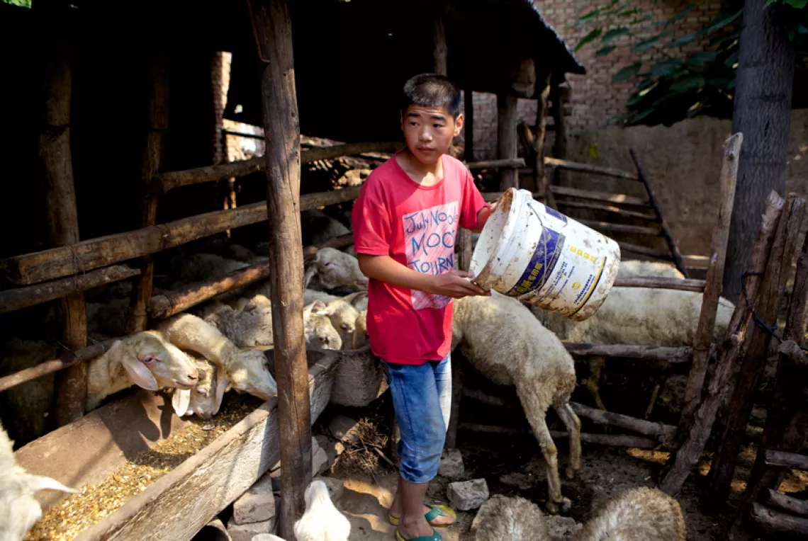 在项目的帮助下，阿福家养了羊，种植了经济作物。