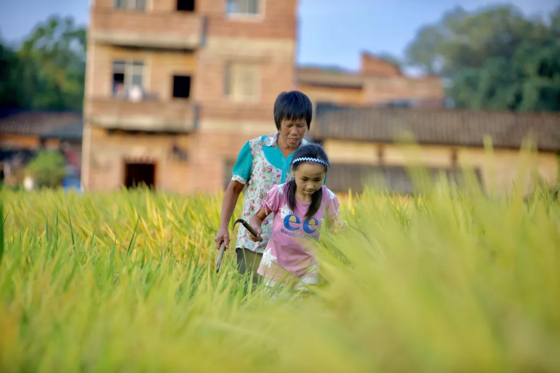 Tingting goes to the family's rice paddy with her grandmother to collect rice stalks.