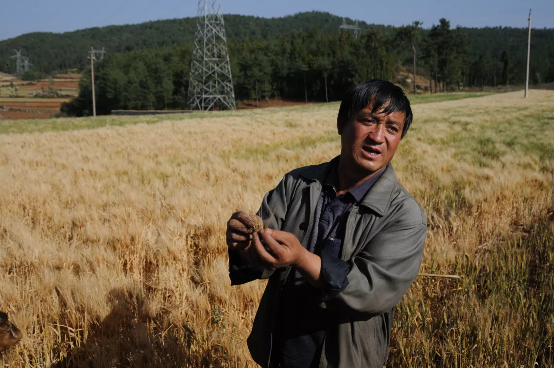 Farmer Zhu Kaifa explains that the wheat ears should droop instead of staying upright if there are kernels inside the husks.