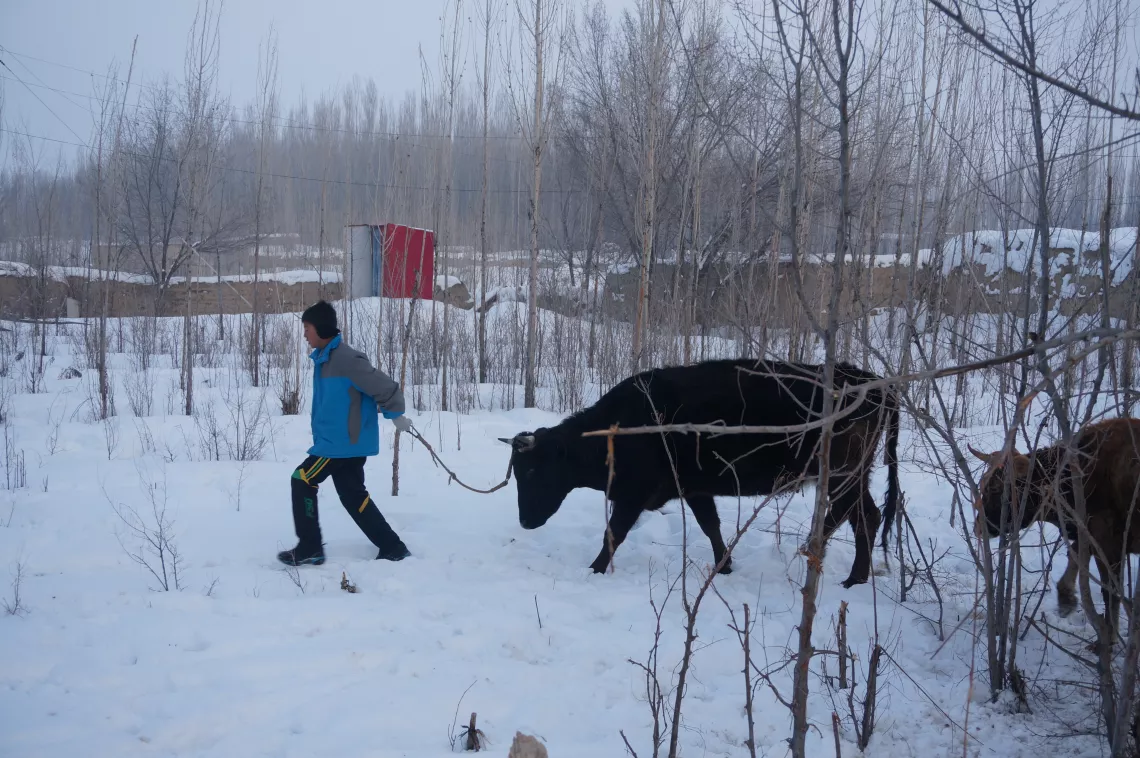 Ye'erlan's brother takes care of his family's livestock in the yard of his home in Muchang Village, Huocheng County, Xinjiang Uyghur Autonomous Region.