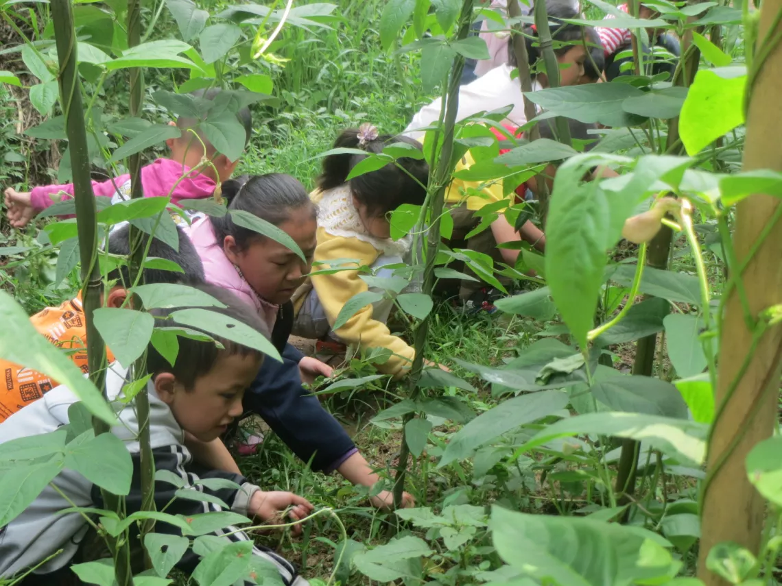 忠县甘井小学的学生在学校的菜地里除杂草。