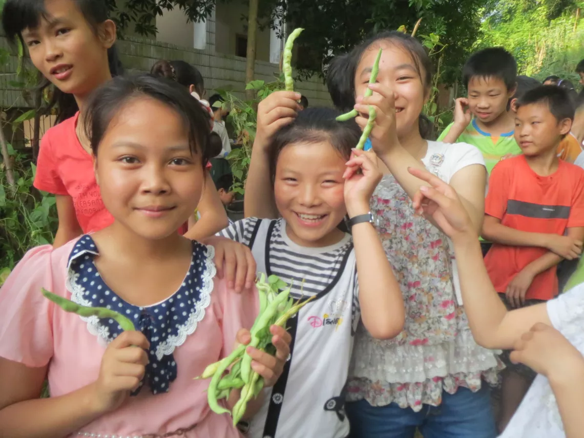 Children in Ganjing school in Zhong County are harvesting the beans, that planted by themselve.