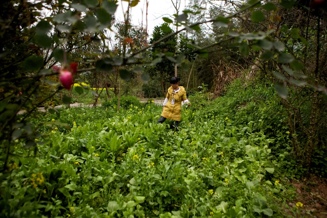 After returning from the Child Friendly Space, Anxiang picks home-grown vegetables which she will prepare for her household’s evening meal.